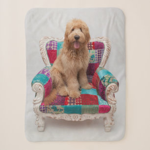 Getty Images   Cute Goldendoodle Sherpa Blanket