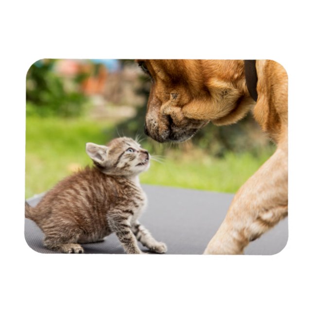 Getty Images | Dog & Cat In Love Magnet (Horizontal)