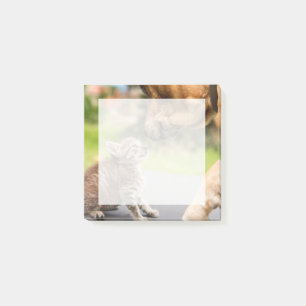Getty Images   Dog & Cat In Love Post-it Notes