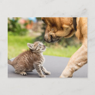 Getty Images   Dog & Cat In Love Postcard