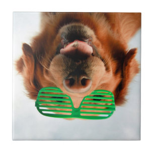Getty Images Dog With Glasses Tile