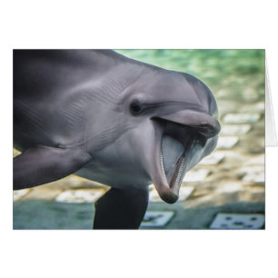 Getty Images   Dolphin