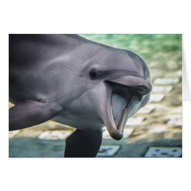 Getty Images | Dolphin (Front Horizontal)