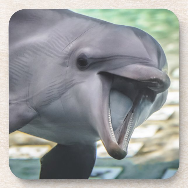 Getty Images | Dolphin Coaster (Front)