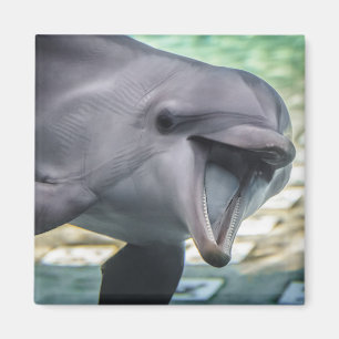 Getty Images   Dolphin Magnet