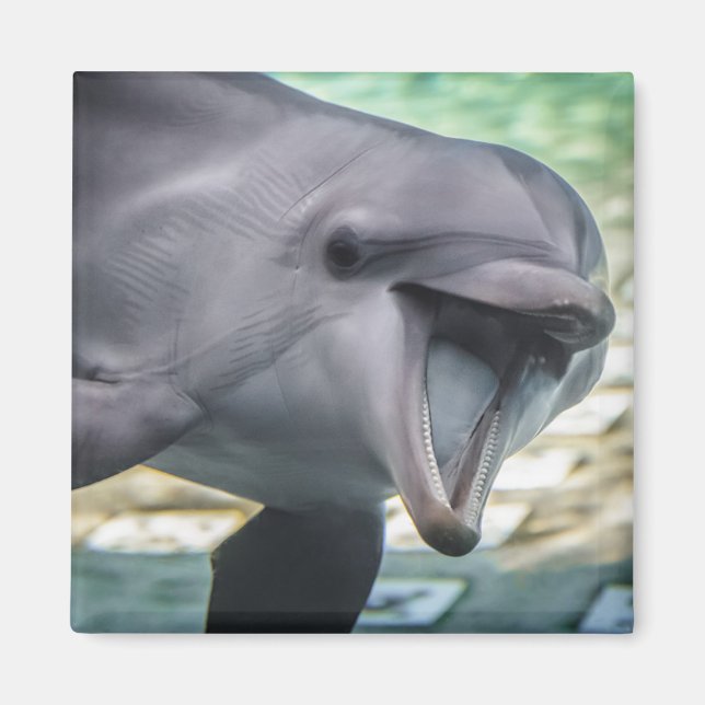 Getty Images | Dolphin Magnet (Front)