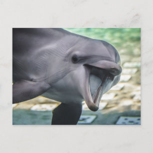 Getty Images   Dolphin Postcard