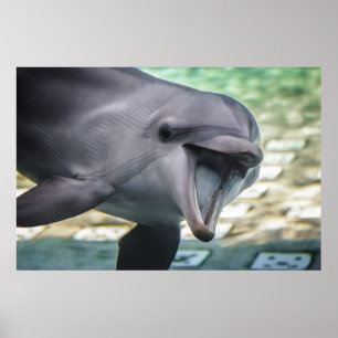 Getty Images   Dolphin Poster
