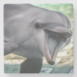 Getty Images   Dolphin Stone Coaster