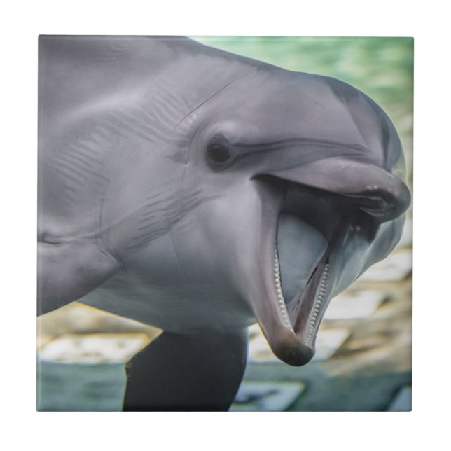 Getty Images | Dolphin Tile (Front)
