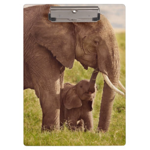 Getty Images Elephant & Baby Clipboard
