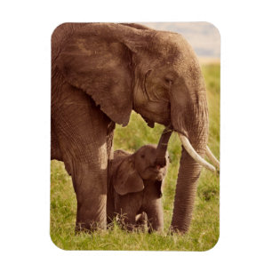 Getty Images   Elephant & Baby Magnet