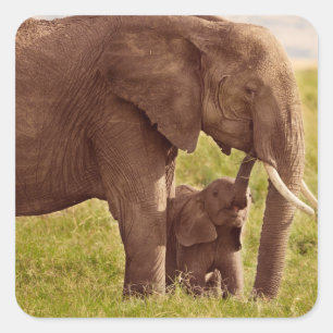 Getty Images   Elephant & Baby Square Sticker