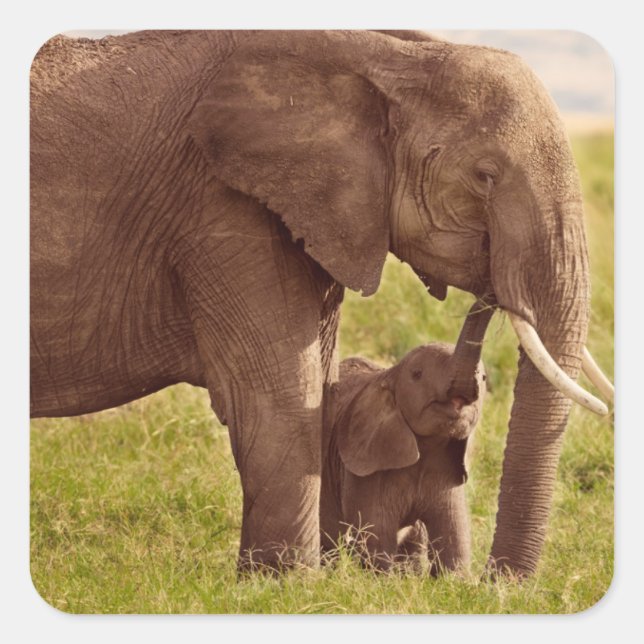 Getty Images | Elephant & Baby Square Sticker (Front)