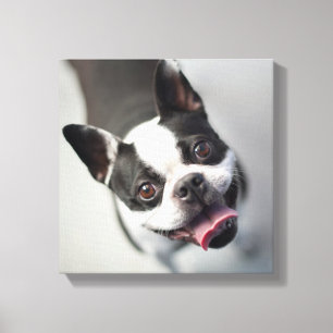 Getty Images   French Bulldog Canvas Print