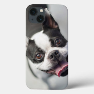 Getty Images French Bulldog iPhone 13 Case