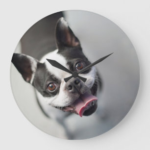 Getty Images   French Bulldog Large Clock