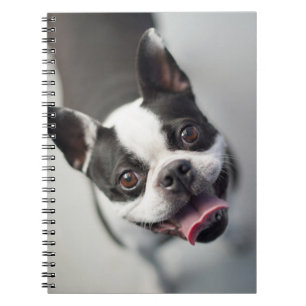 Getty Images French Bulldog Notebook