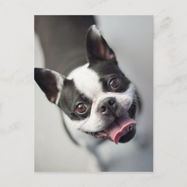 Getty Images | French Bulldog Postcard (Front)