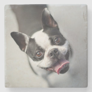 Getty Images   French Bulldog Stone Coaster