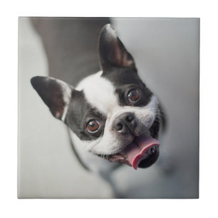 Getty Images   French Bulldog Tile