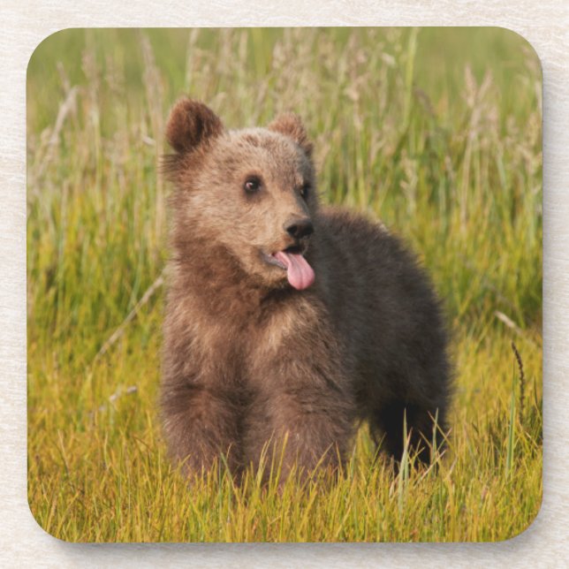 Getty Images | Funny Baby Bear Coaster (Front)