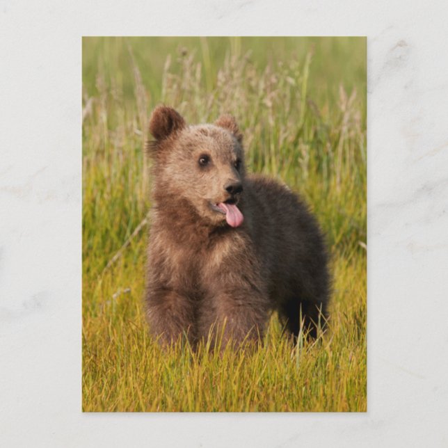 Getty Images | Funny Baby Bear Postcard (Front)
