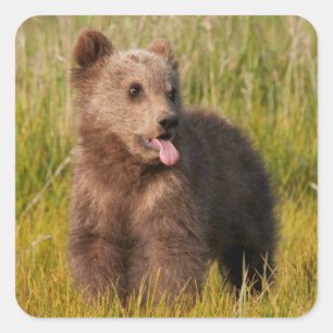 Getty Images   Funny Baby Bear Square Sticker