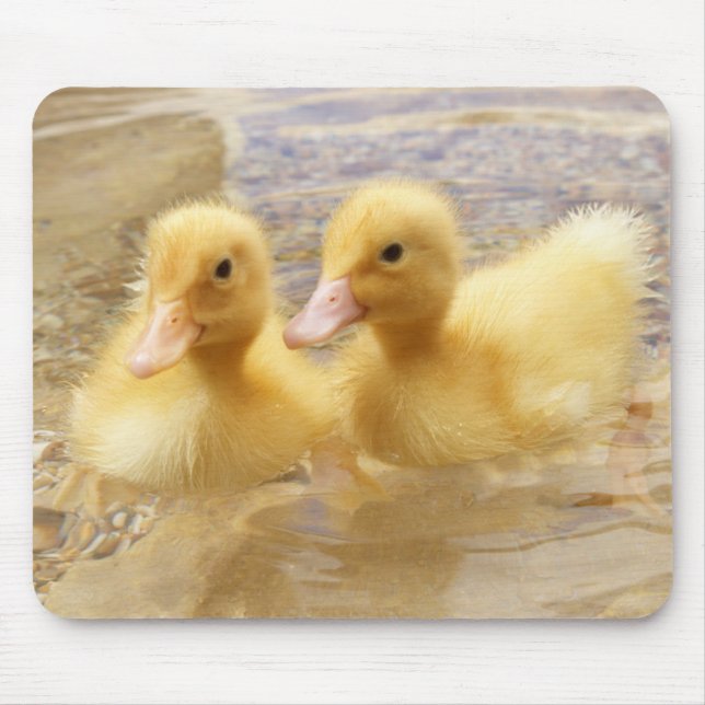 Getty Images | Fuzzy Yellow Ducklings Mouse Pad (Front)