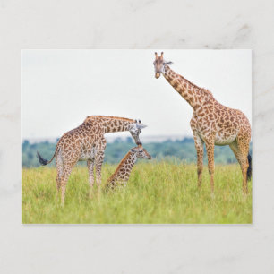 Getty Images Giraffe Family Postcard