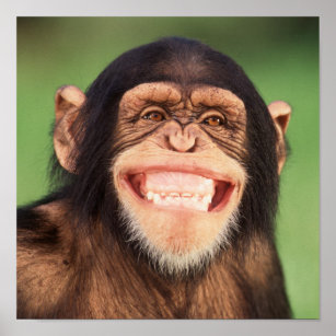 Getty Images   Grinning Chimpanzee Poster