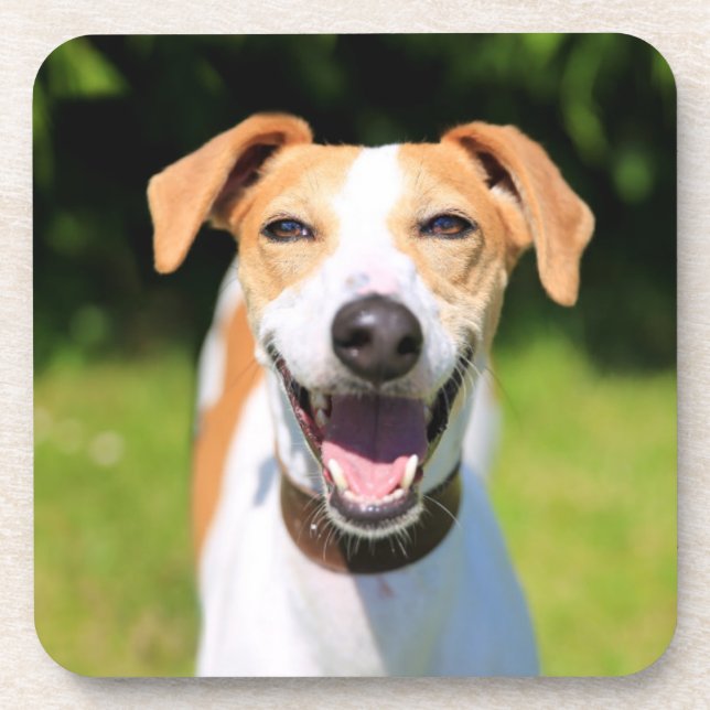 Getty Images | Laughing Dog Coaster (Front)