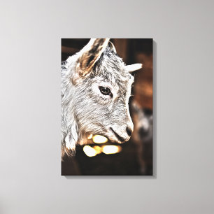 Getty Images   Little Goat Canvas Print