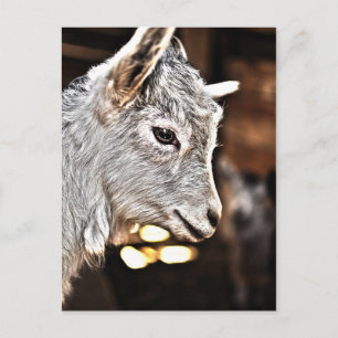Getty Images Little Goat Postcard