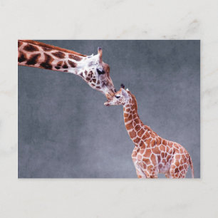 Getty Images   Mother & Baby Giraffe Postcard