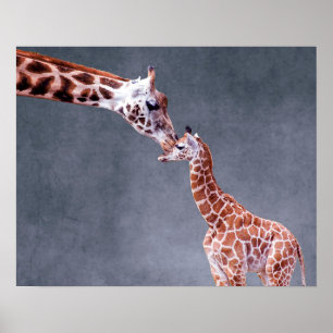 Getty Images Mother & Baby Giraffe Poster