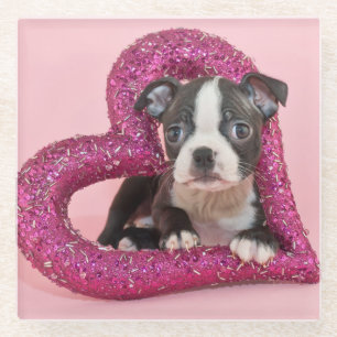 Getty Images   Puppy Love Glass Coaster