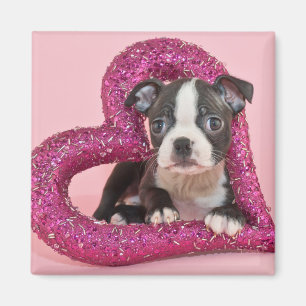 Getty Images   Puppy Love Magnet