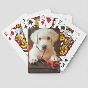Getty Images   Puppy On A Sofa Playing Cards