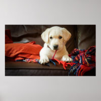 Getty Images | Puppy On A Sofa