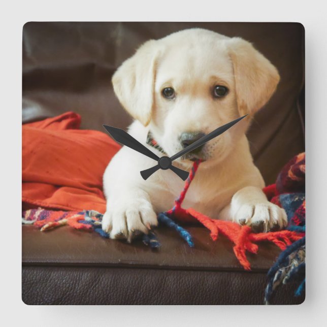 Getty Images | Puppy On A Sofa Square Wall Clock (Front)