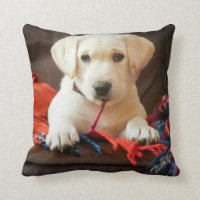 Getty Images | Puppy On A Sofa