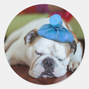 Getty Images   Sick Young Puppy Classic Round Sticker