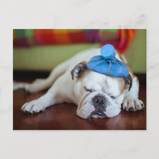Getty Images | Sick Young Puppy Postcard (Front)