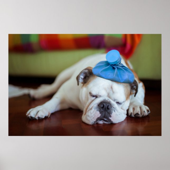 Getty Images | Sick Young Puppy Poster (Front)