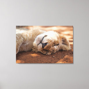 Getty Images   Sleeping Lion Cub Canvas Print