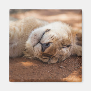 Getty Images   Sleeping Lion Cub Magnet