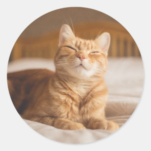 Getty Images   Sleepy Cat Classic Round Sticker
