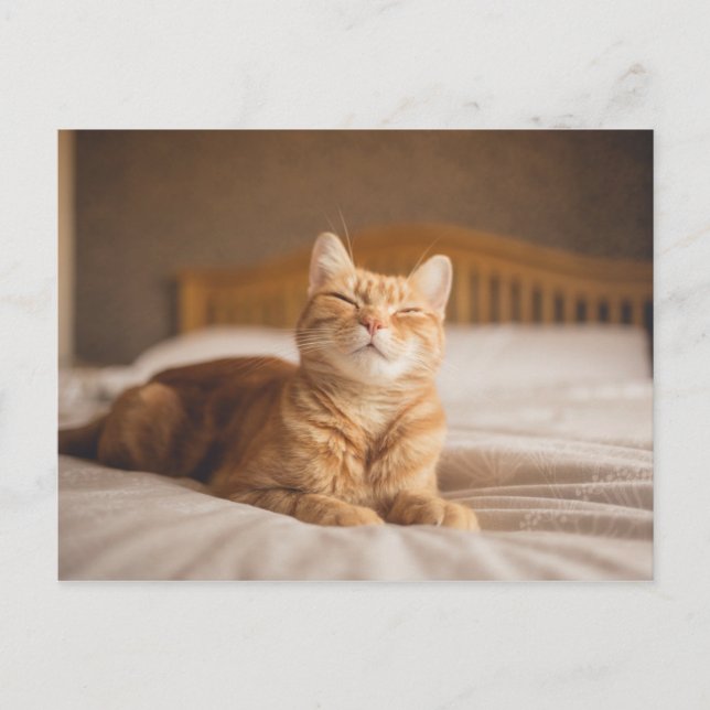 Getty Images | Sleepy Cat Postcard (Front)