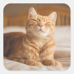 Getty Images   Sleepy Cat Square Sticker